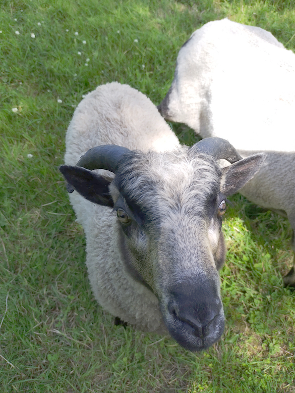 Proven registered ram for sale or swap, and ram lambs for sale image 3