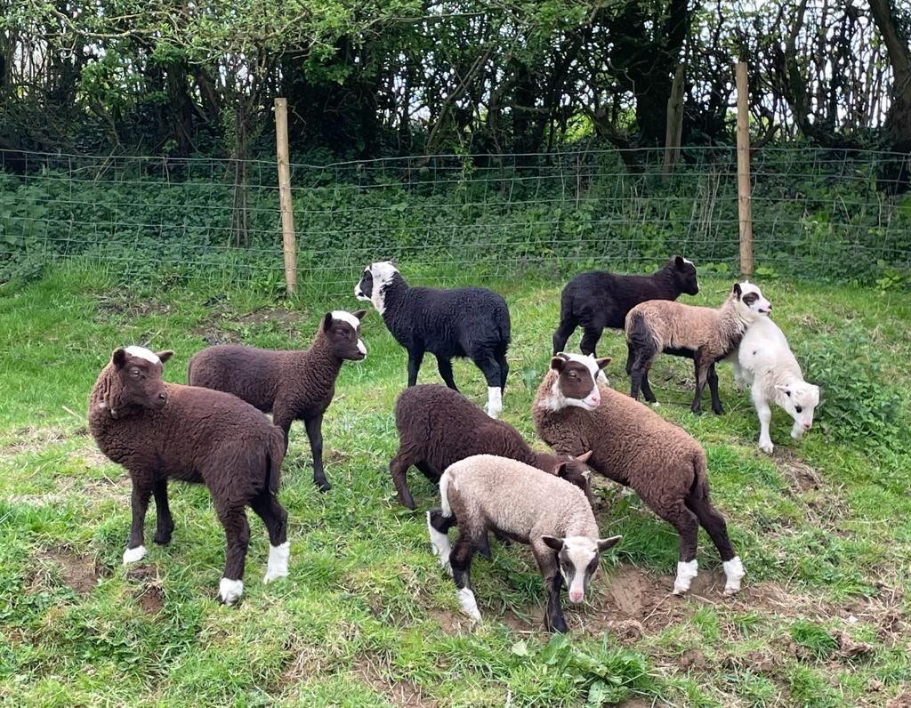 Lambs and ewes for sale image 1