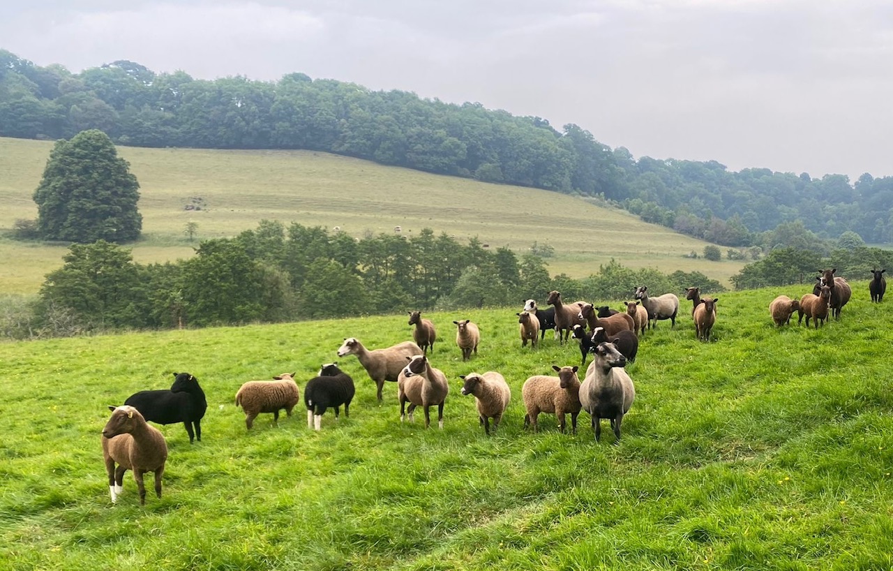 Lambs and ewes for sale image 3