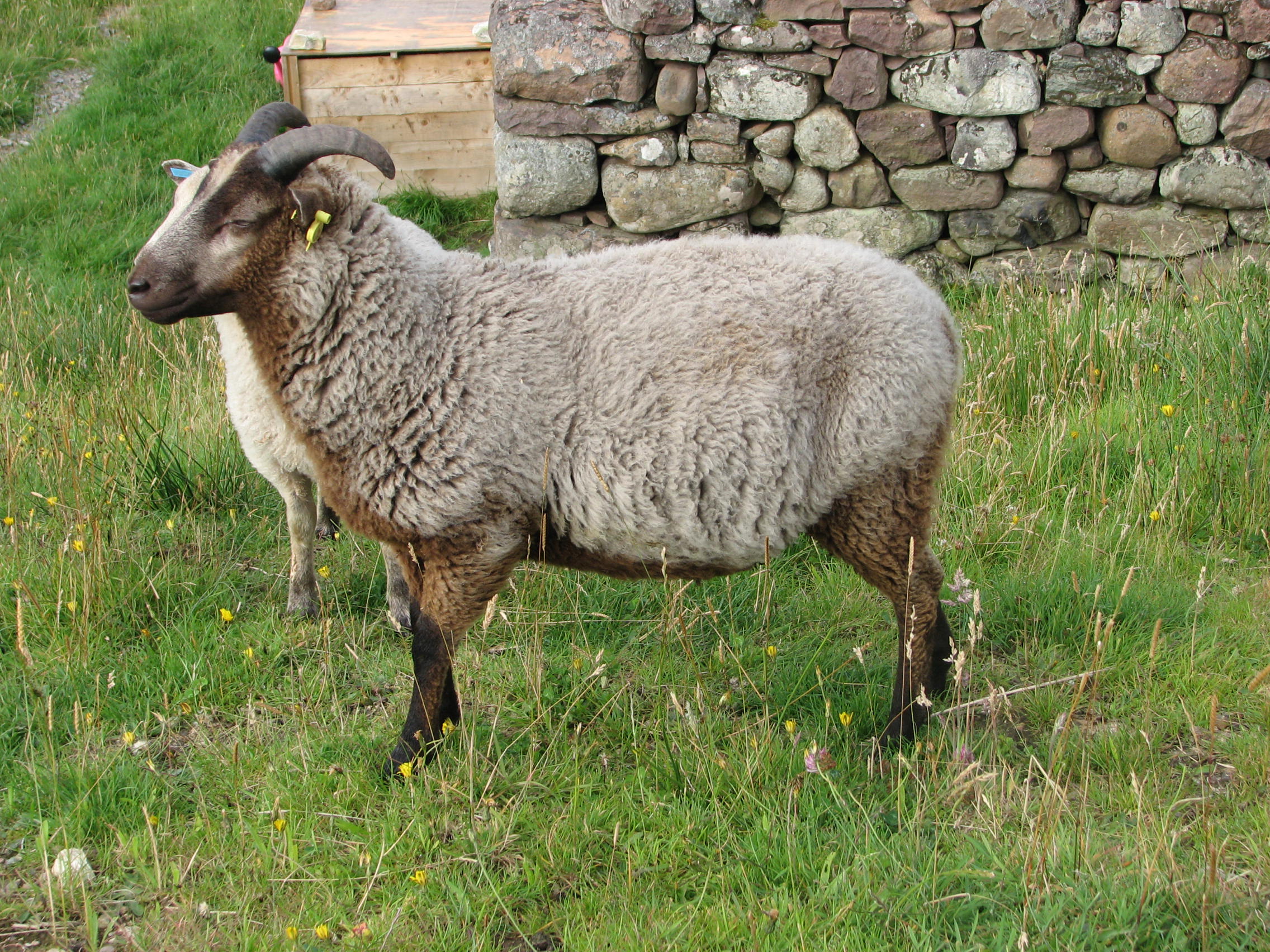 3 lovely ram lambs for sale image 1