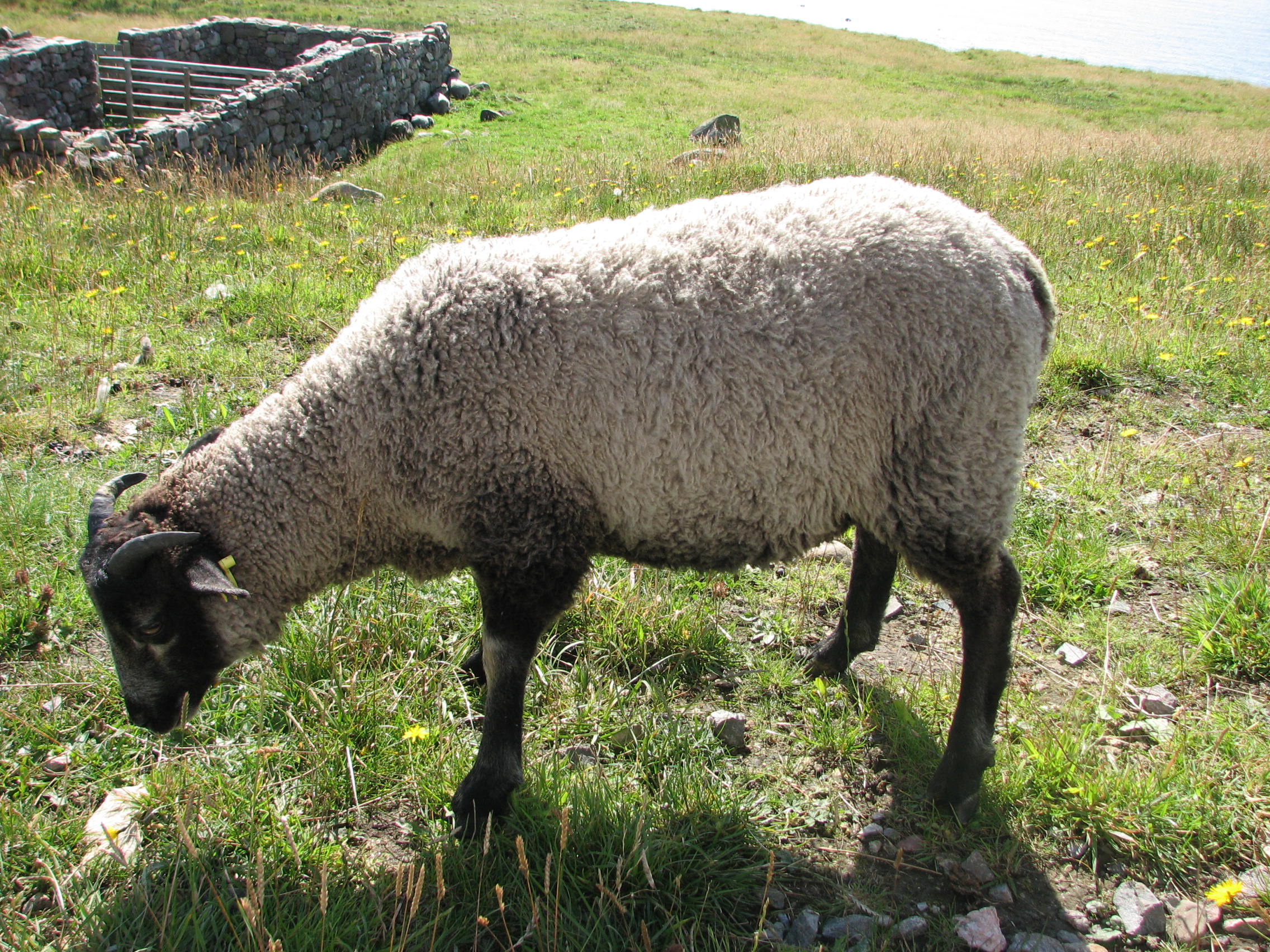 3 lovely ram lambs for sale image 2