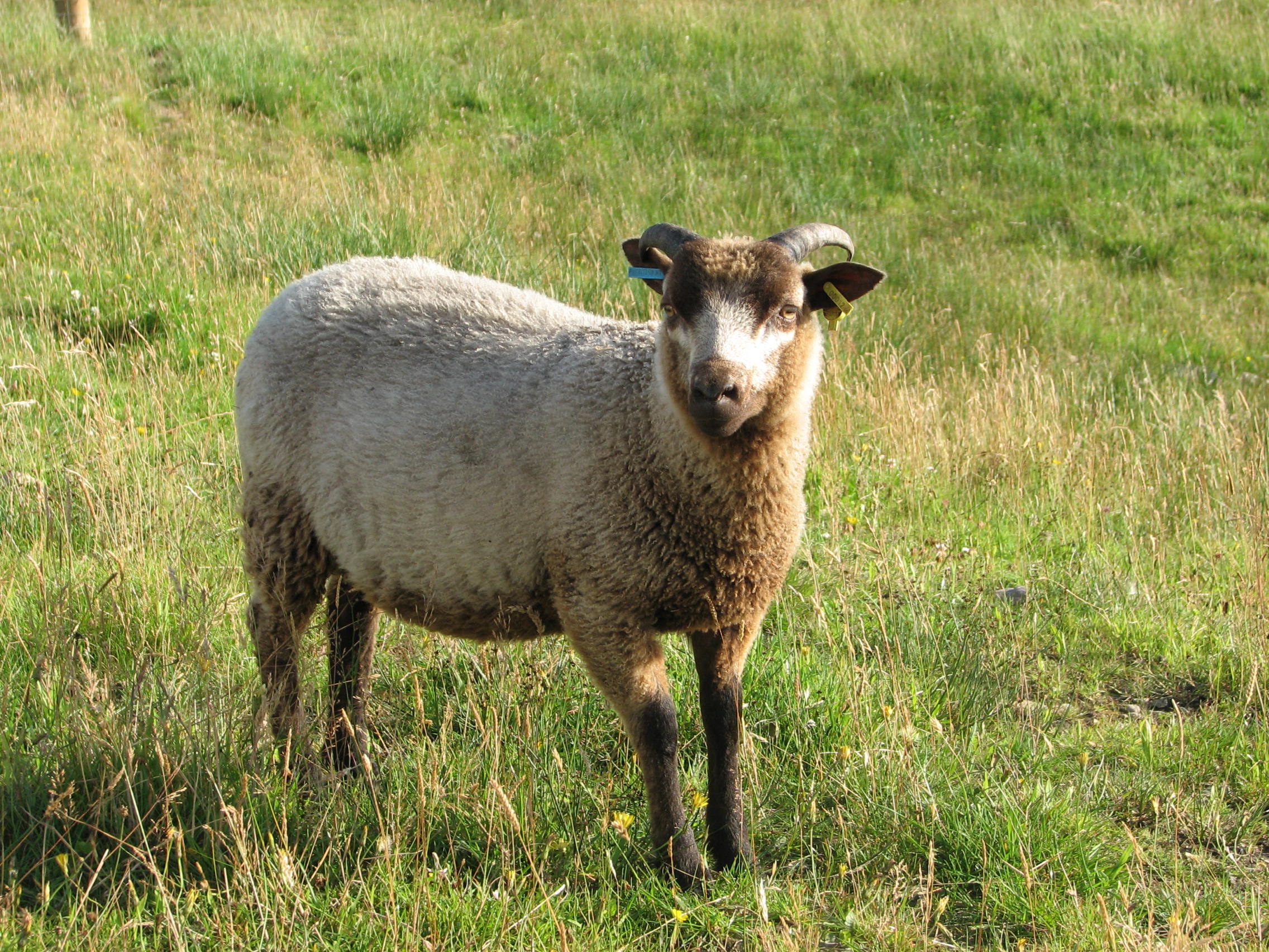 3 lovely ram lambs for sale image 3