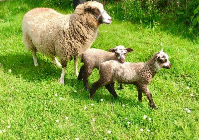 2022 Pedigree Shetland Ewe lambs and wethers for sale image 1