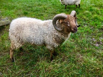 2022 Pedigree Shetland Ewe lambs and wethers for sale image 2