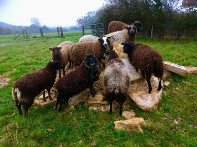 2022 Pedigree Shetland Ewe lambs and wethers for sale image 3