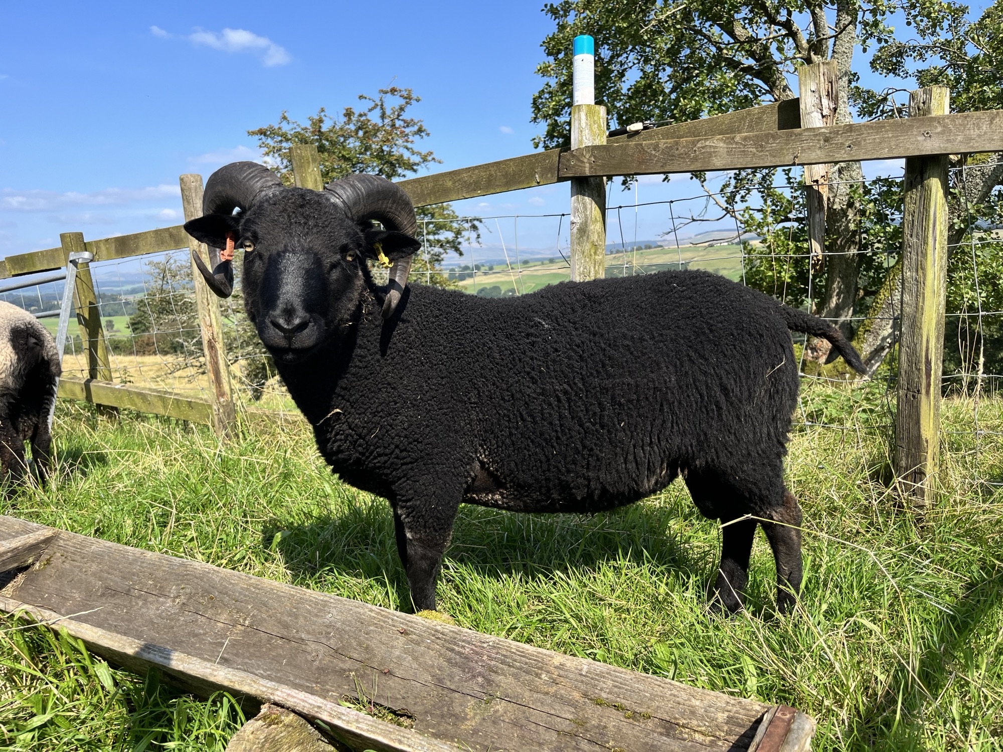 Shearling tups for sale: Newhall Flock