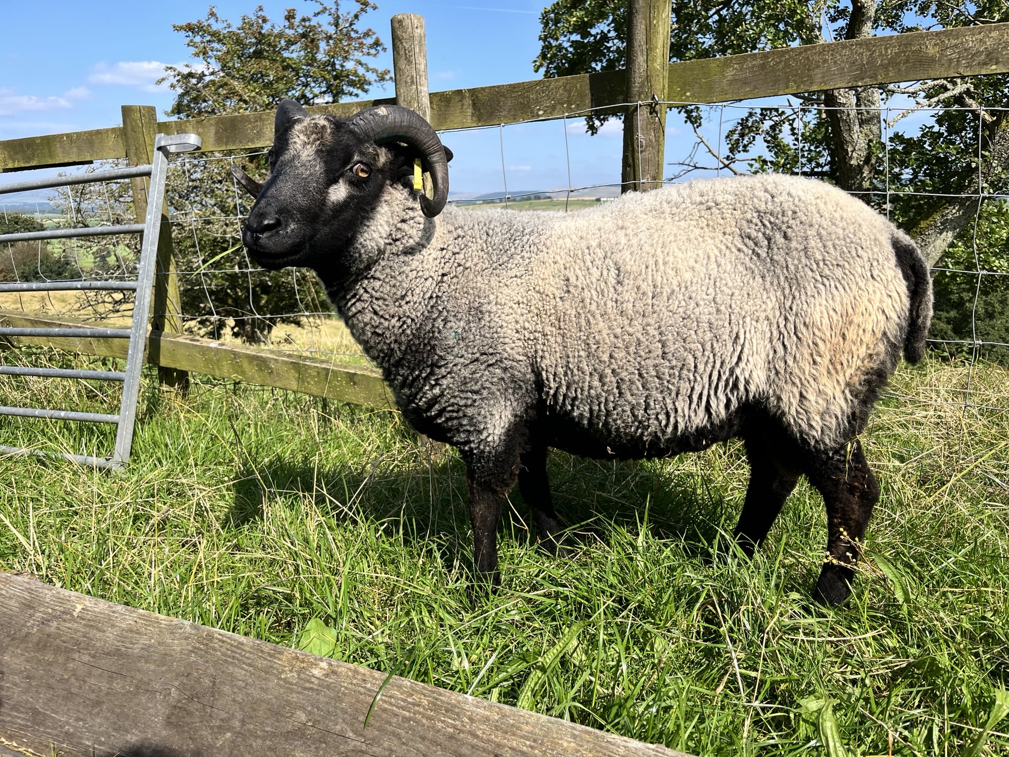 Shearling tups for sale: Newhall Flock image 2