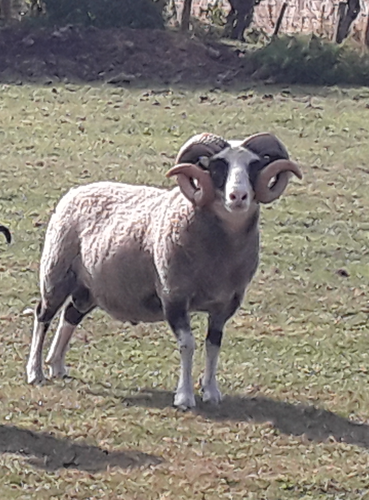 Proven Rams & ram lambs for sale image 1