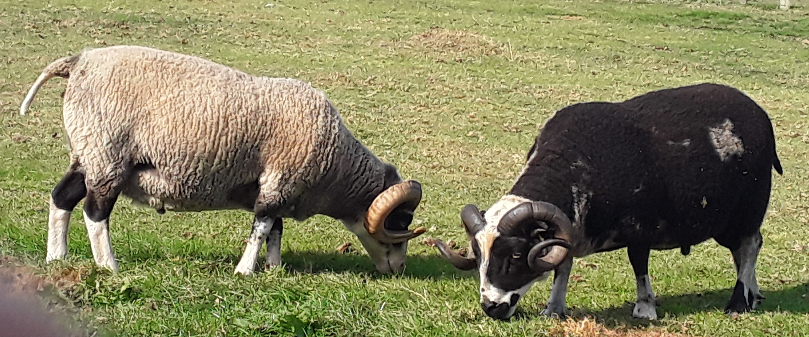 Proven Rams & ram lambs for sale image 3