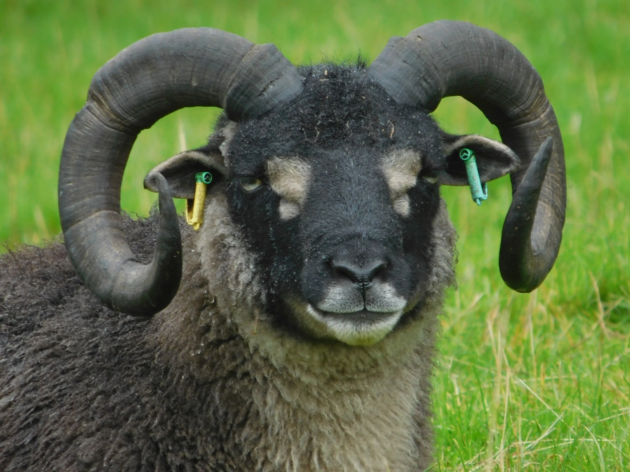 Powdermill Flock of Shetland Sheep