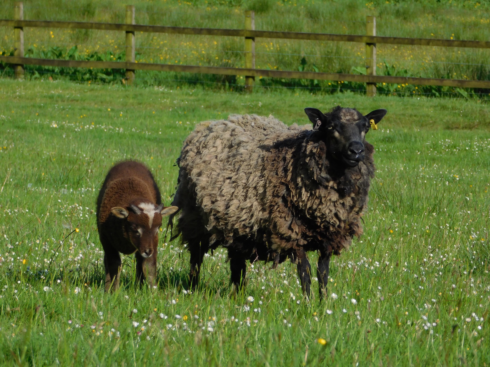 Powdermill Flock of Shetland Sheep image 2