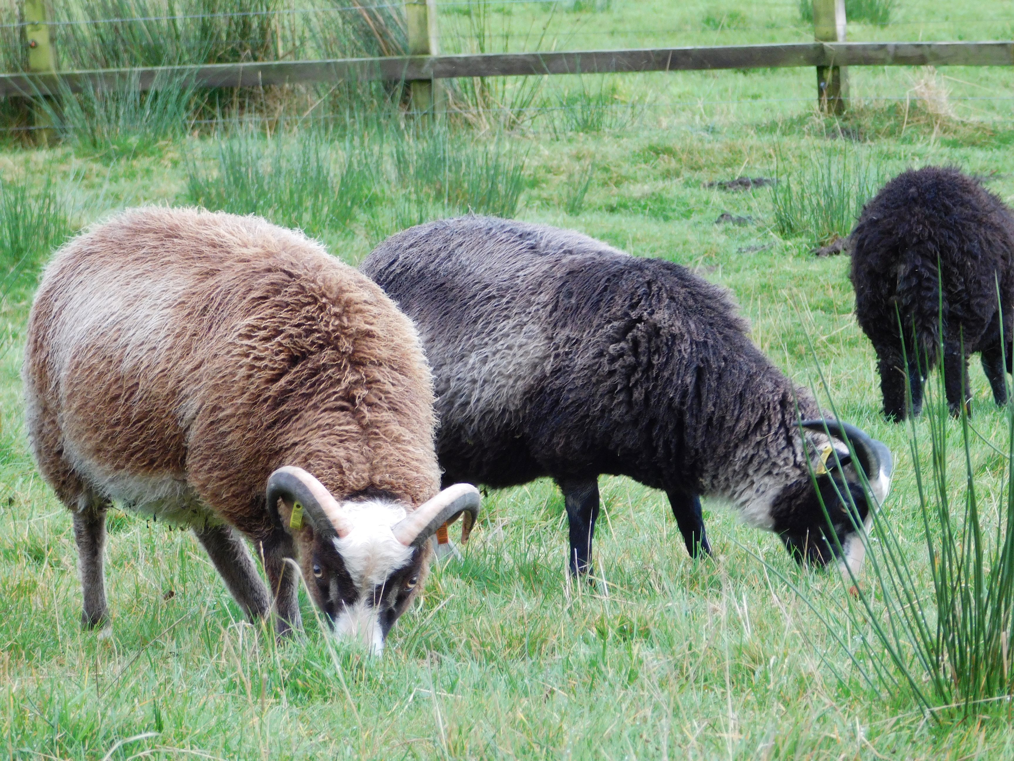 Powdermill Flock of Shetland Sheep image 3