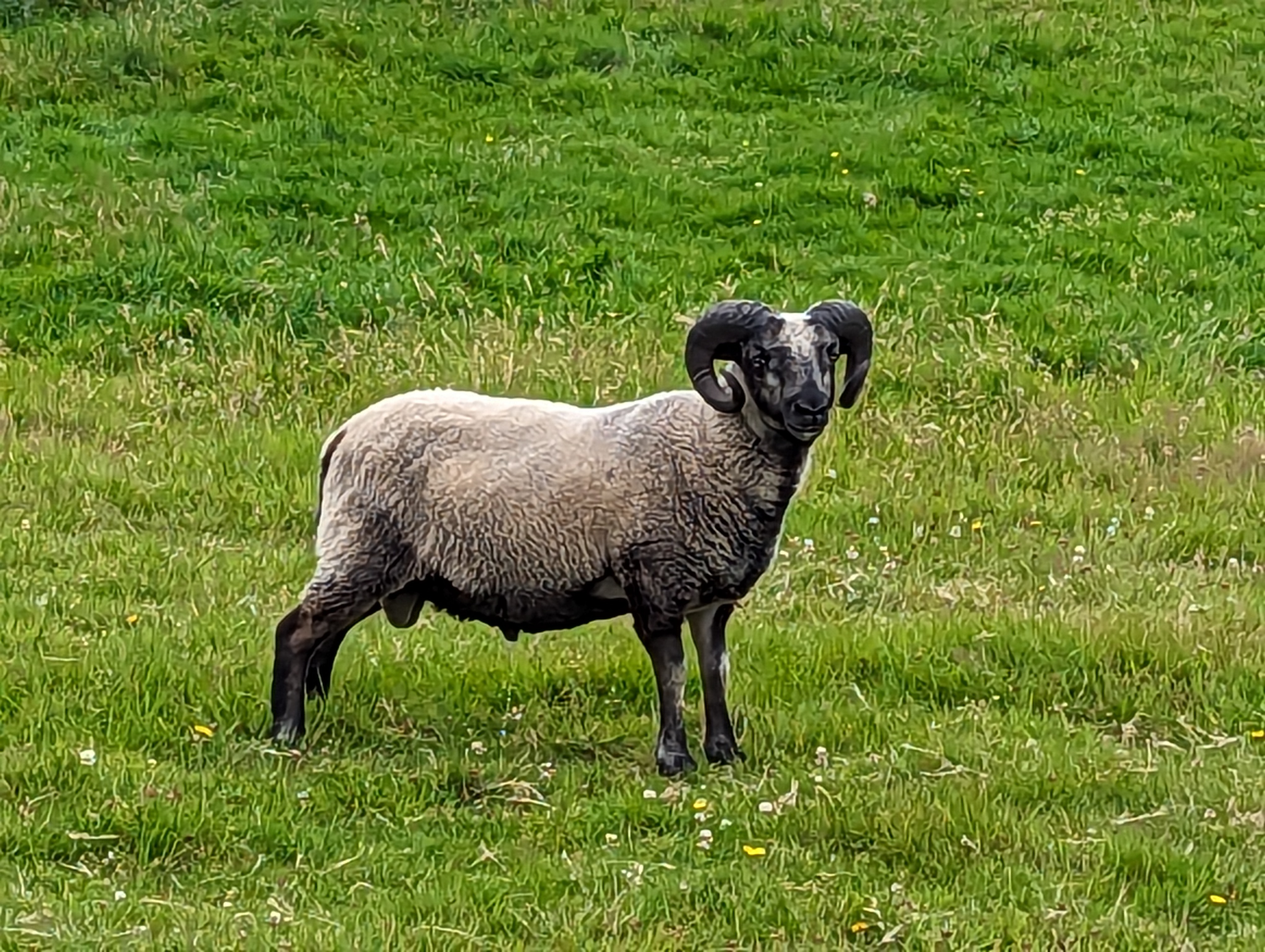 Two beautiful grey Katmoget shearling tups for sale image 1