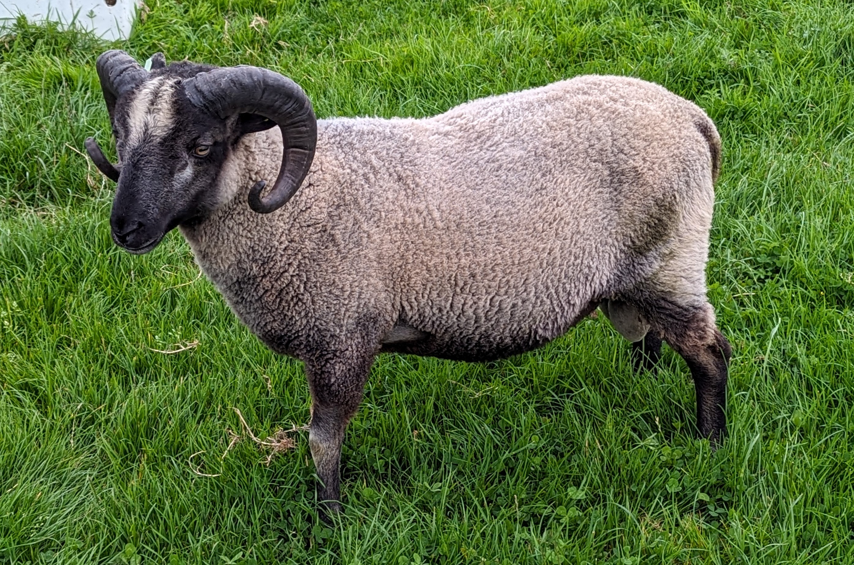 Two beautiful grey Katmoget shearling tups for sale image 2