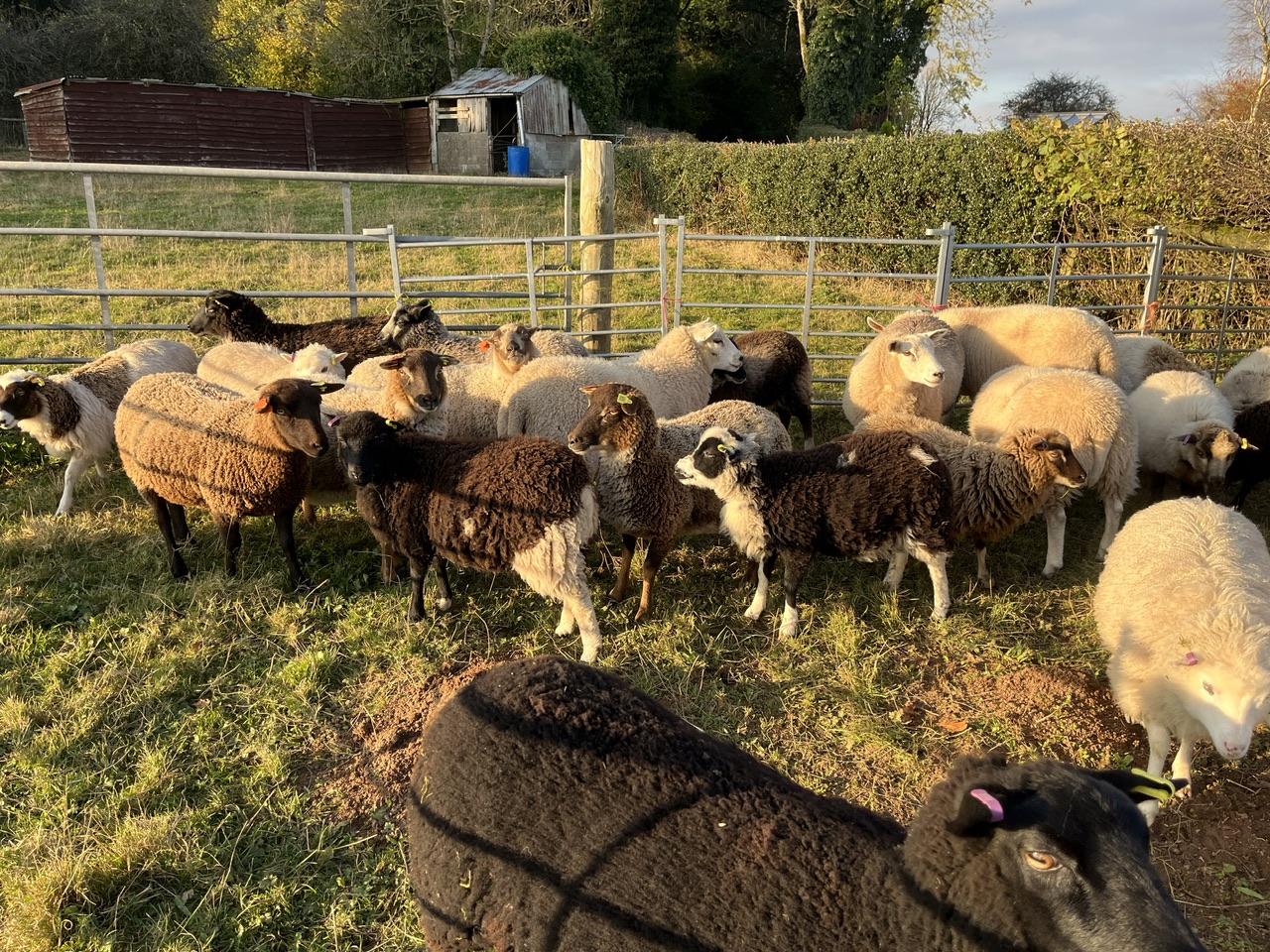 Lovely sheep for sale