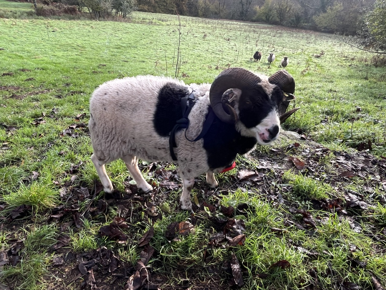 Lovely sheep for sale image 2