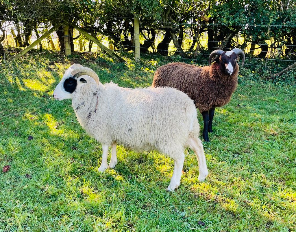 Pedigree registered ram lambs for sale image 1