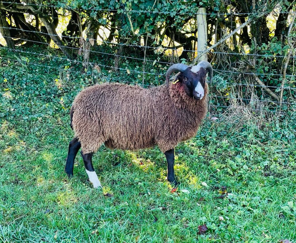 Pedigree registered ram lambs for sale image 2