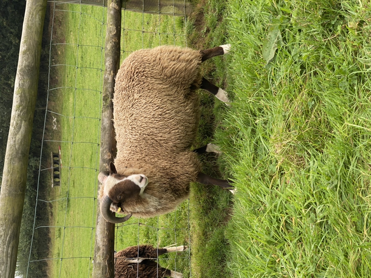 Pedigree registered ram lambs for sale image 3