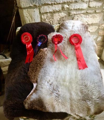 Shetland Sheep fleeces and sheepskins for sale image 3