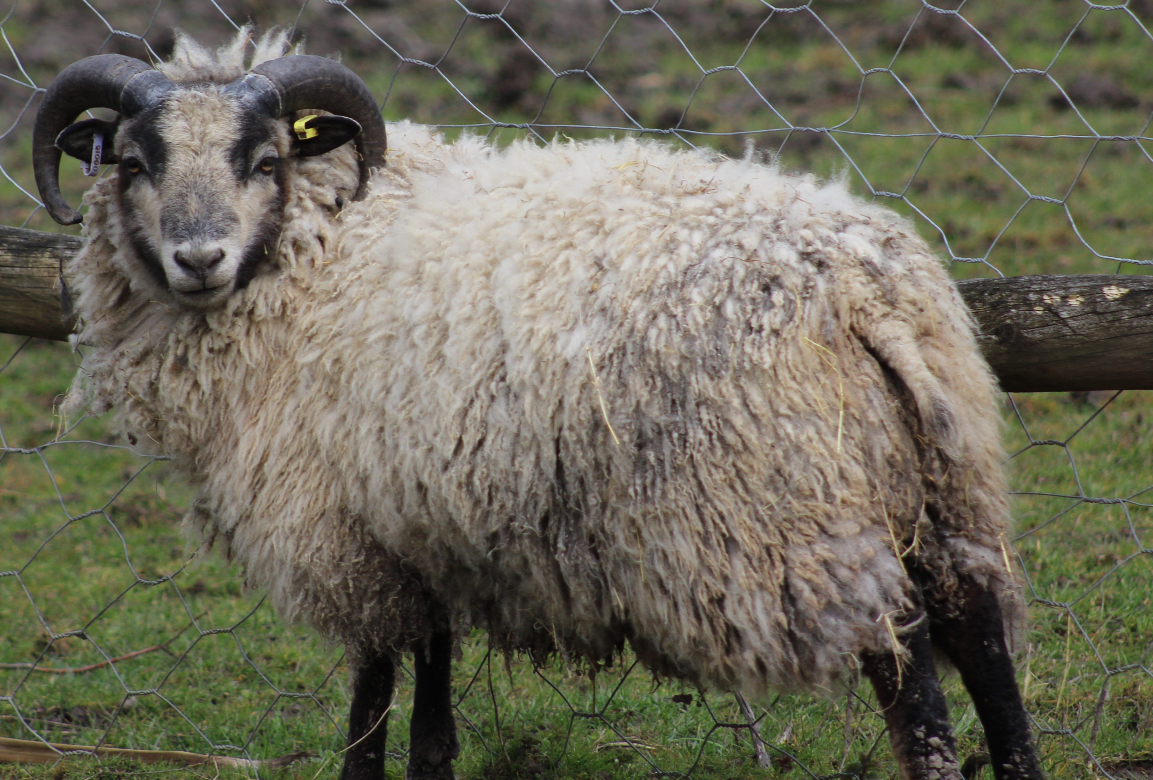 Dutch Flock, Yearling Ram for sale | Shetland Sheep Society