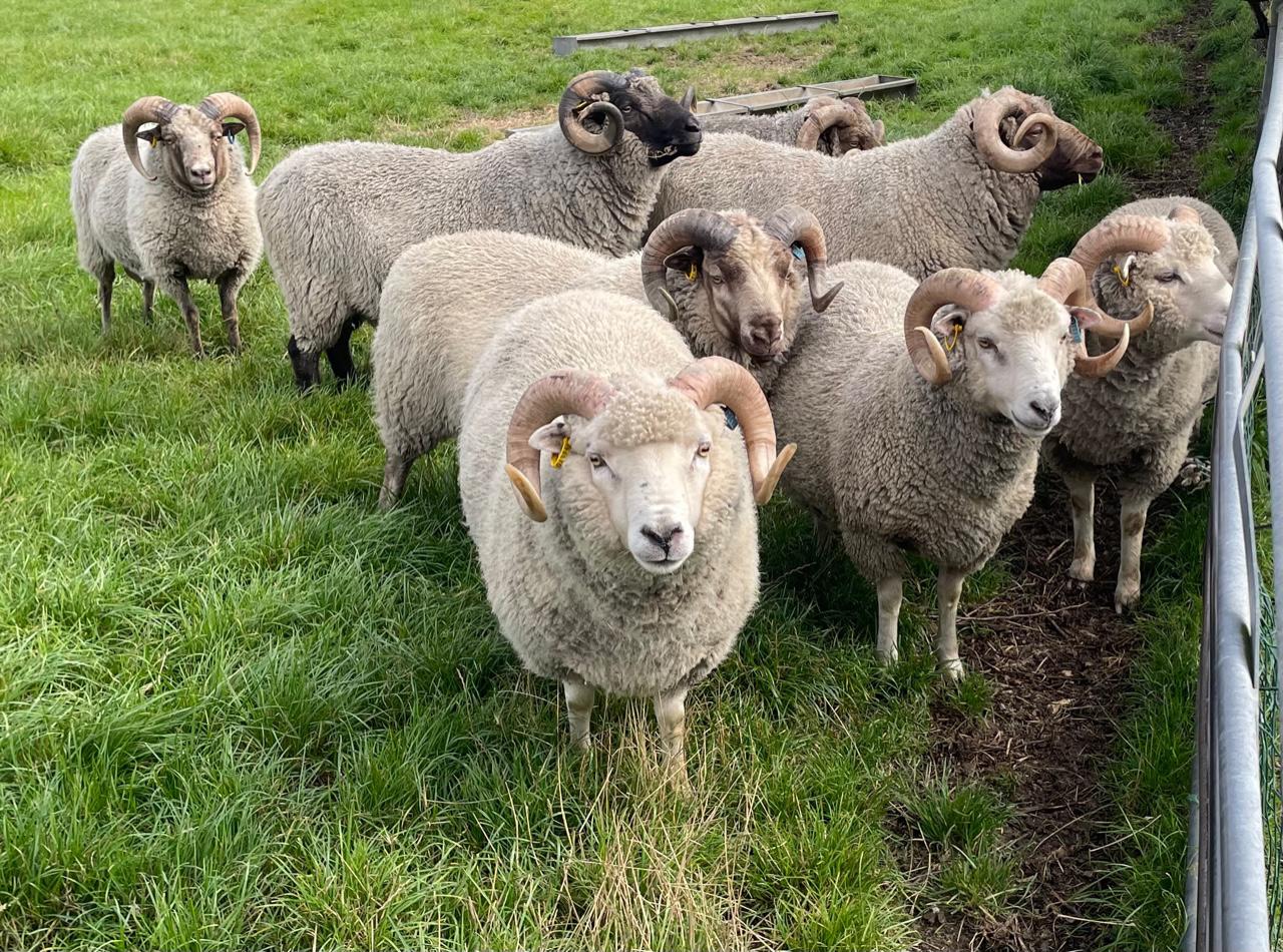 For Sale several rams