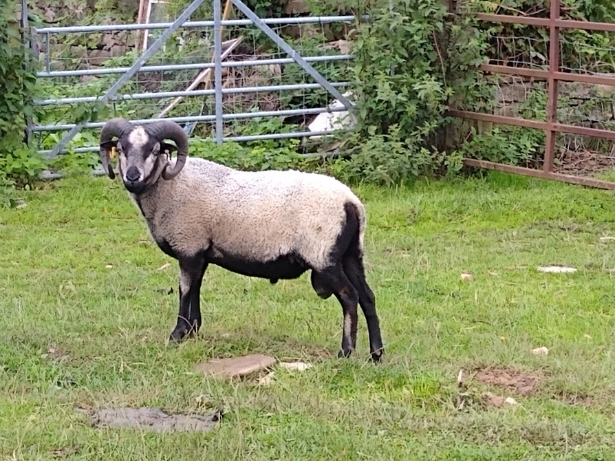 Shetland rams for sale image 1