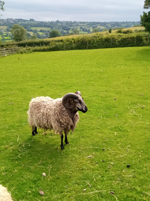 Shetland rams for sale image 2