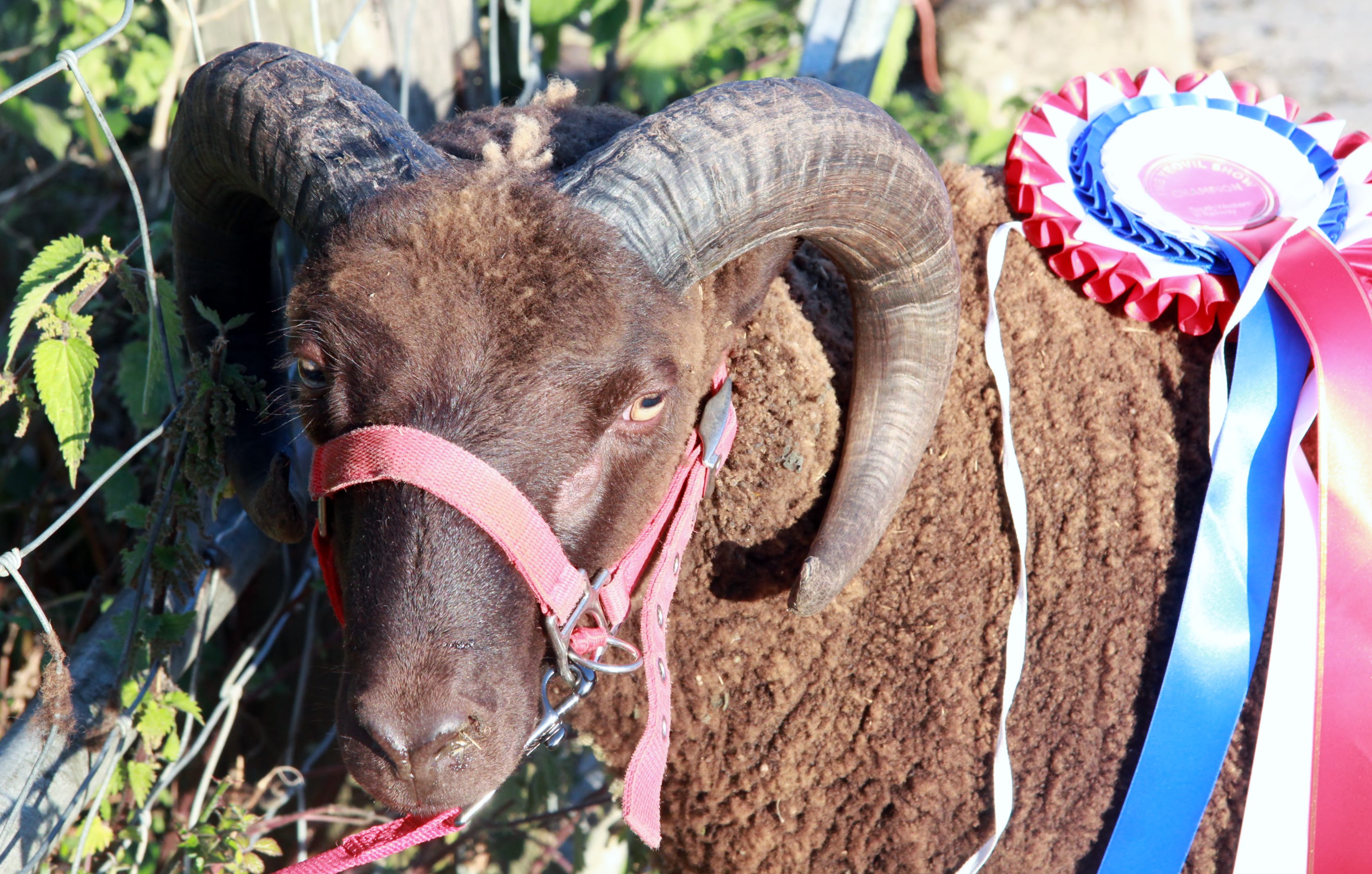 Hillend Black and Moorit yearling ewes image 3