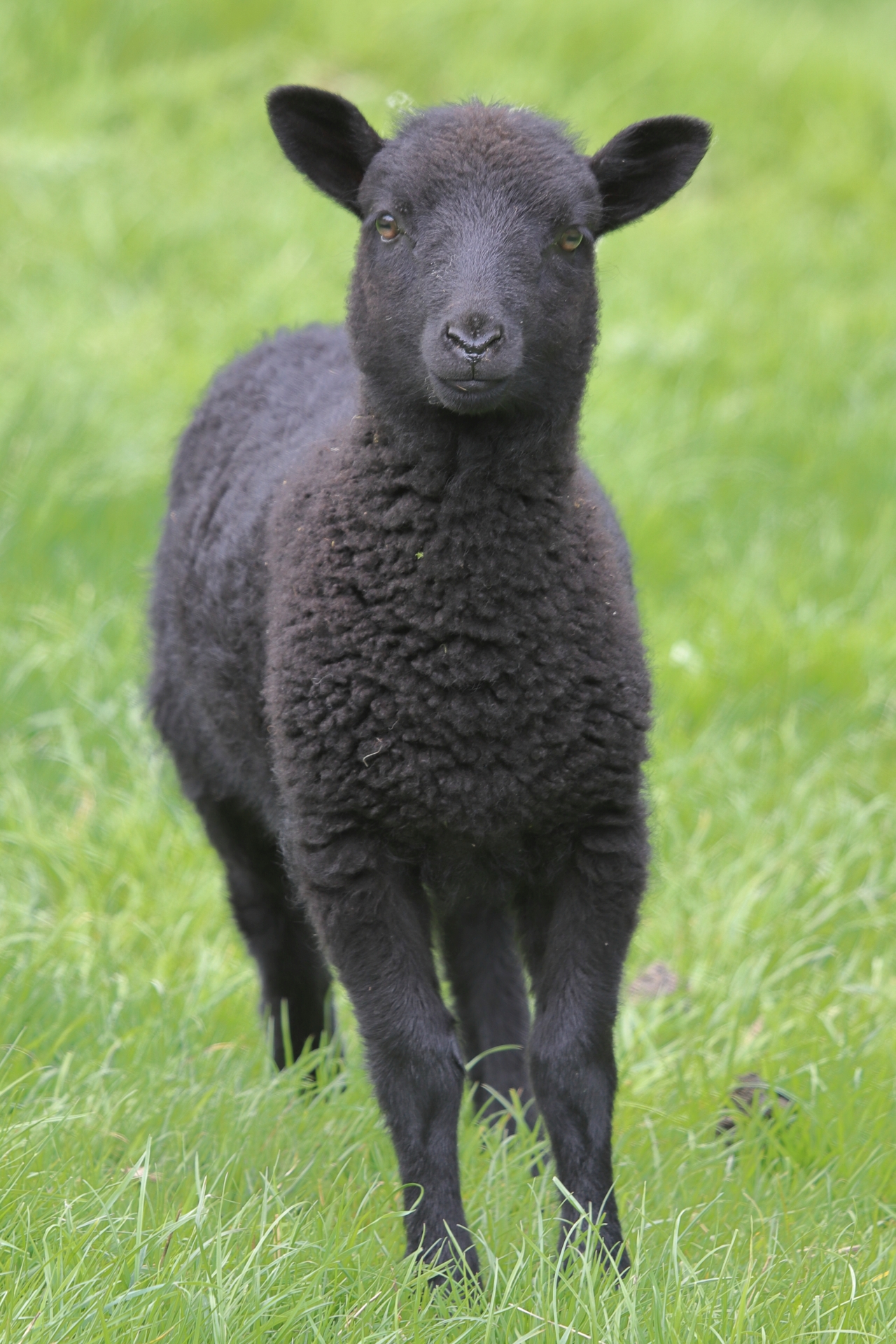 Shetland Shearlings and Lambs for Sale image 1