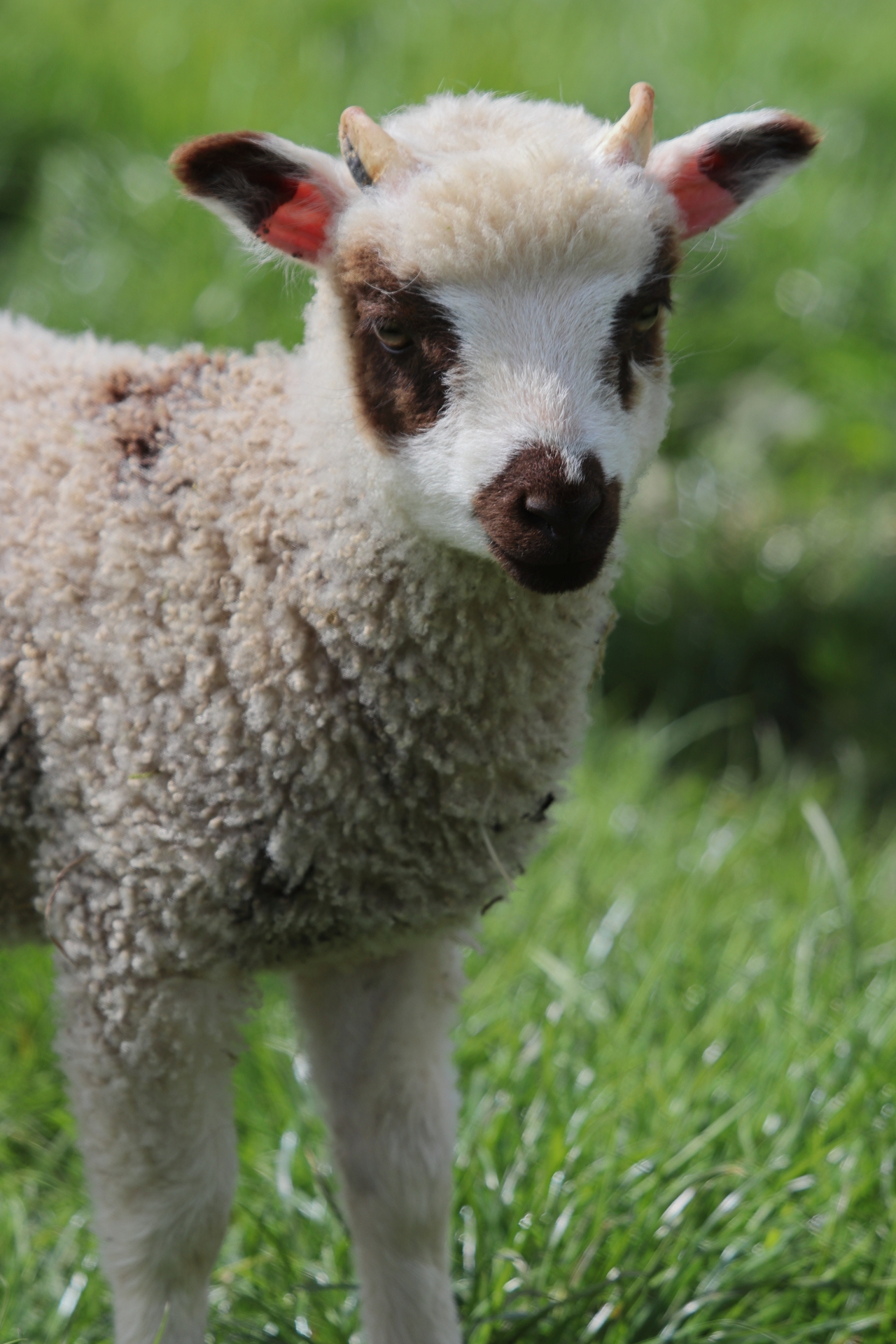 Shetland Shearlings and Lambs for Sale image 2