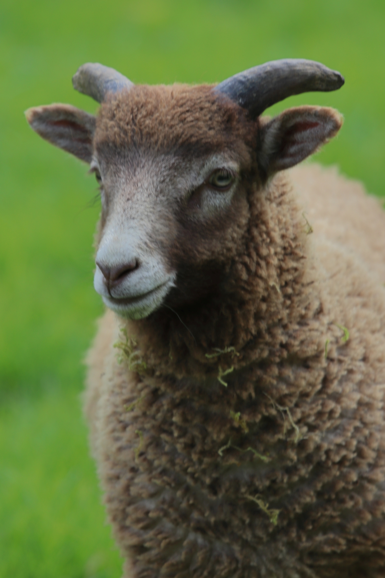 Shetland Shearlings and Lambs for Sale image 3