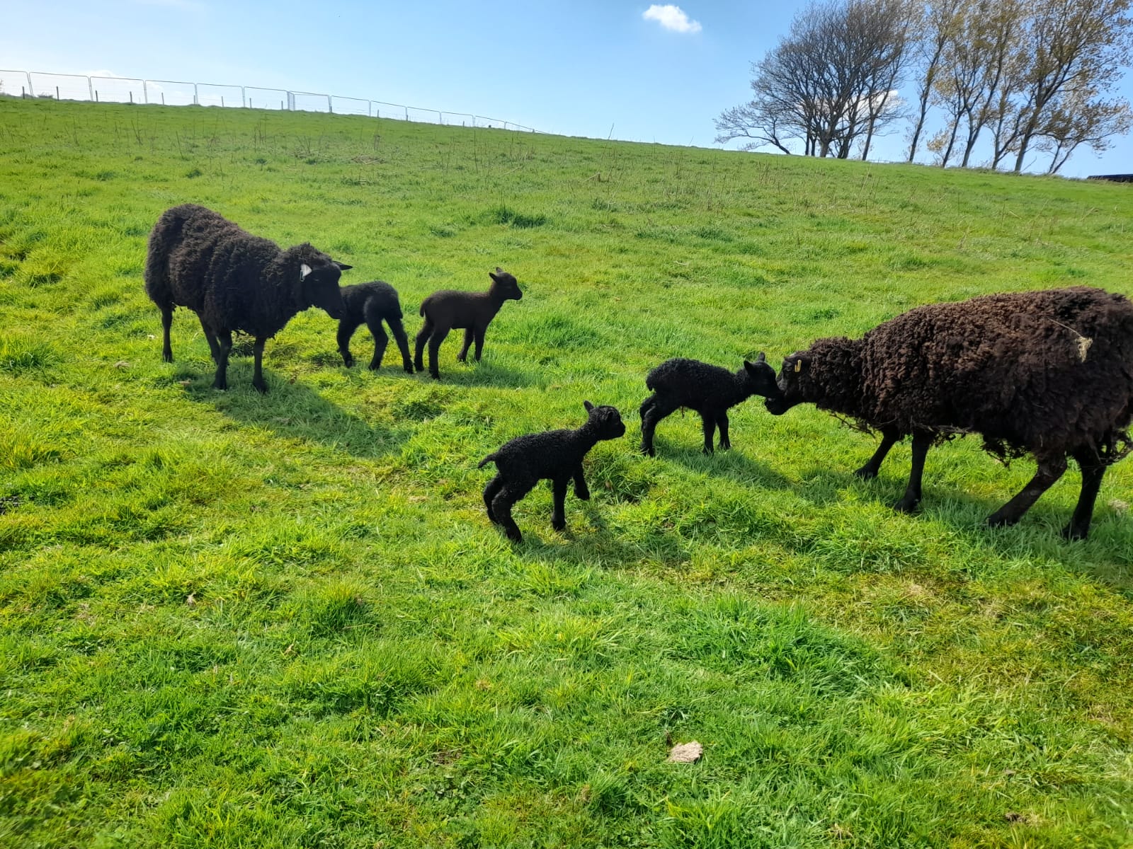 Shetland Ewes and Ewe Lambs for Sale. image 1