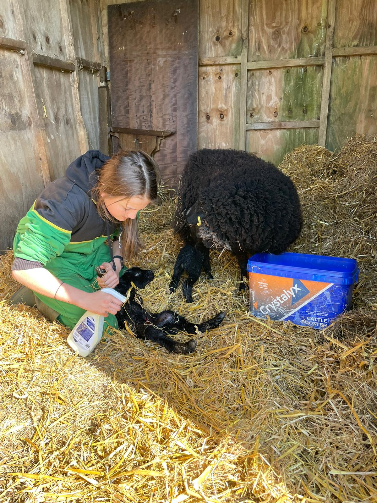 Shetland Ewes and Ewe Lambs for Sale. image 2