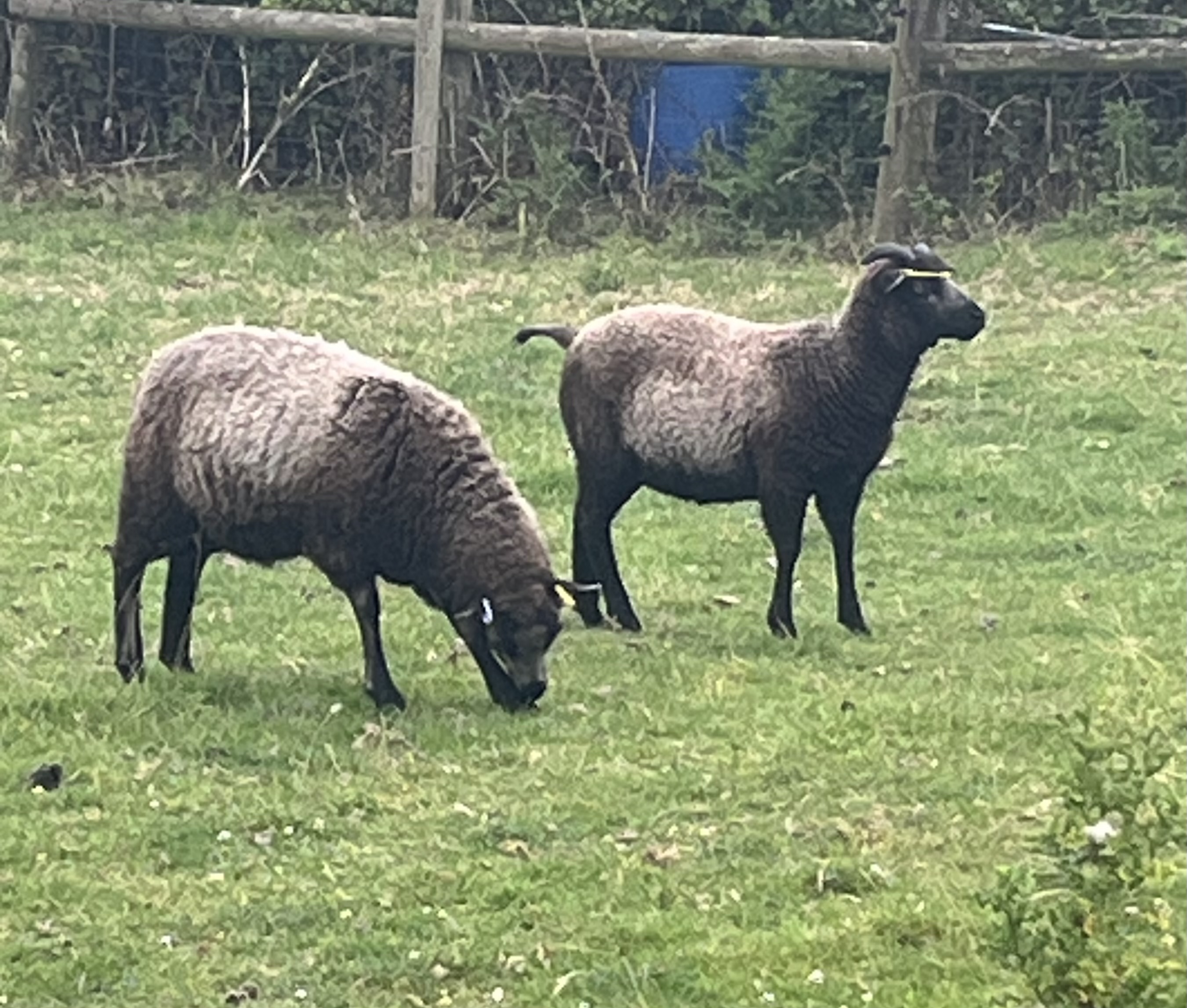 Ewe and Ram Lambs available image 2