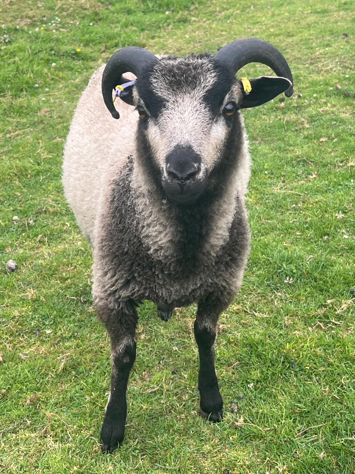 Ewe and Ram Lambs available image 3