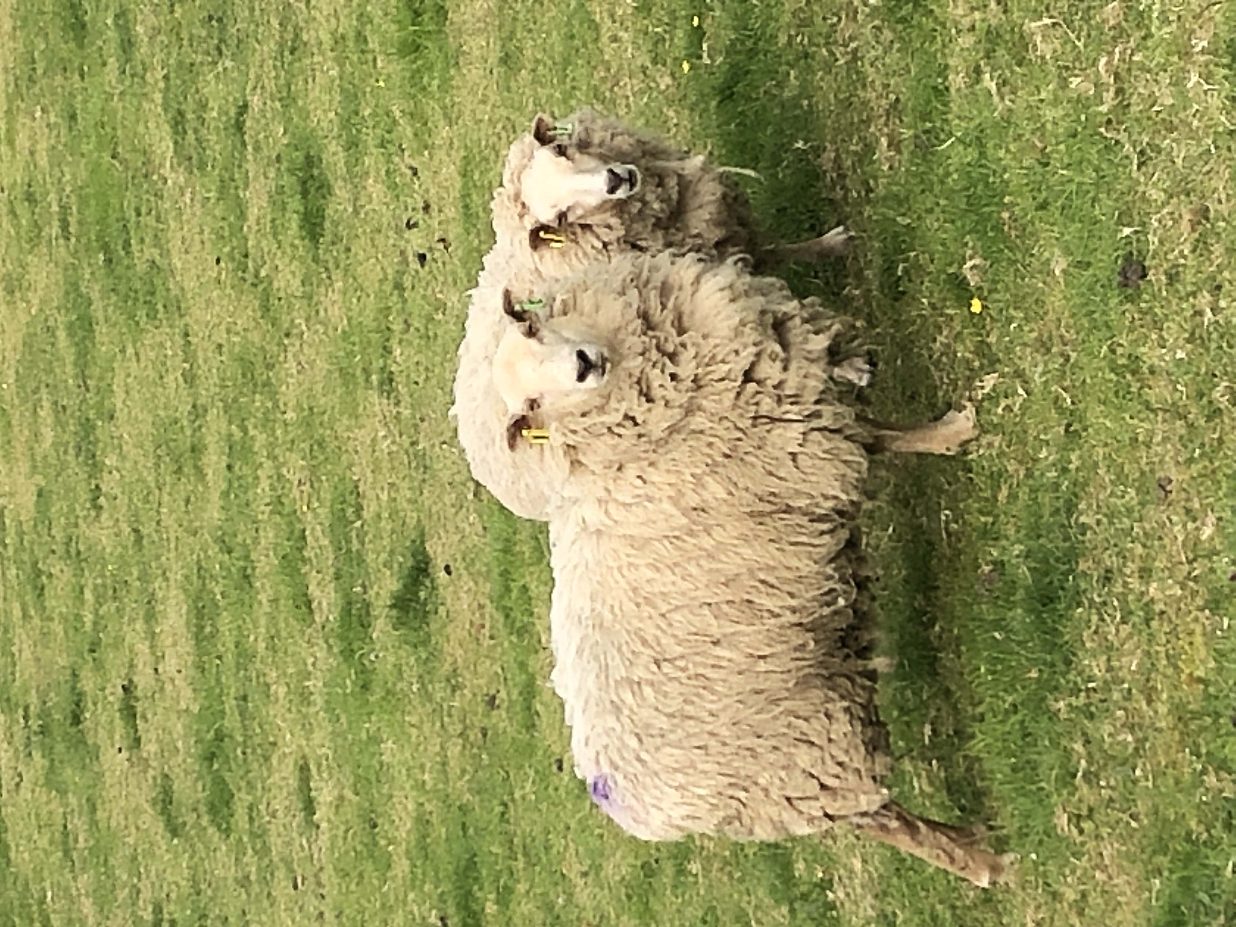 Moorit and White ewes, lambs, ram and Shearlings image 1