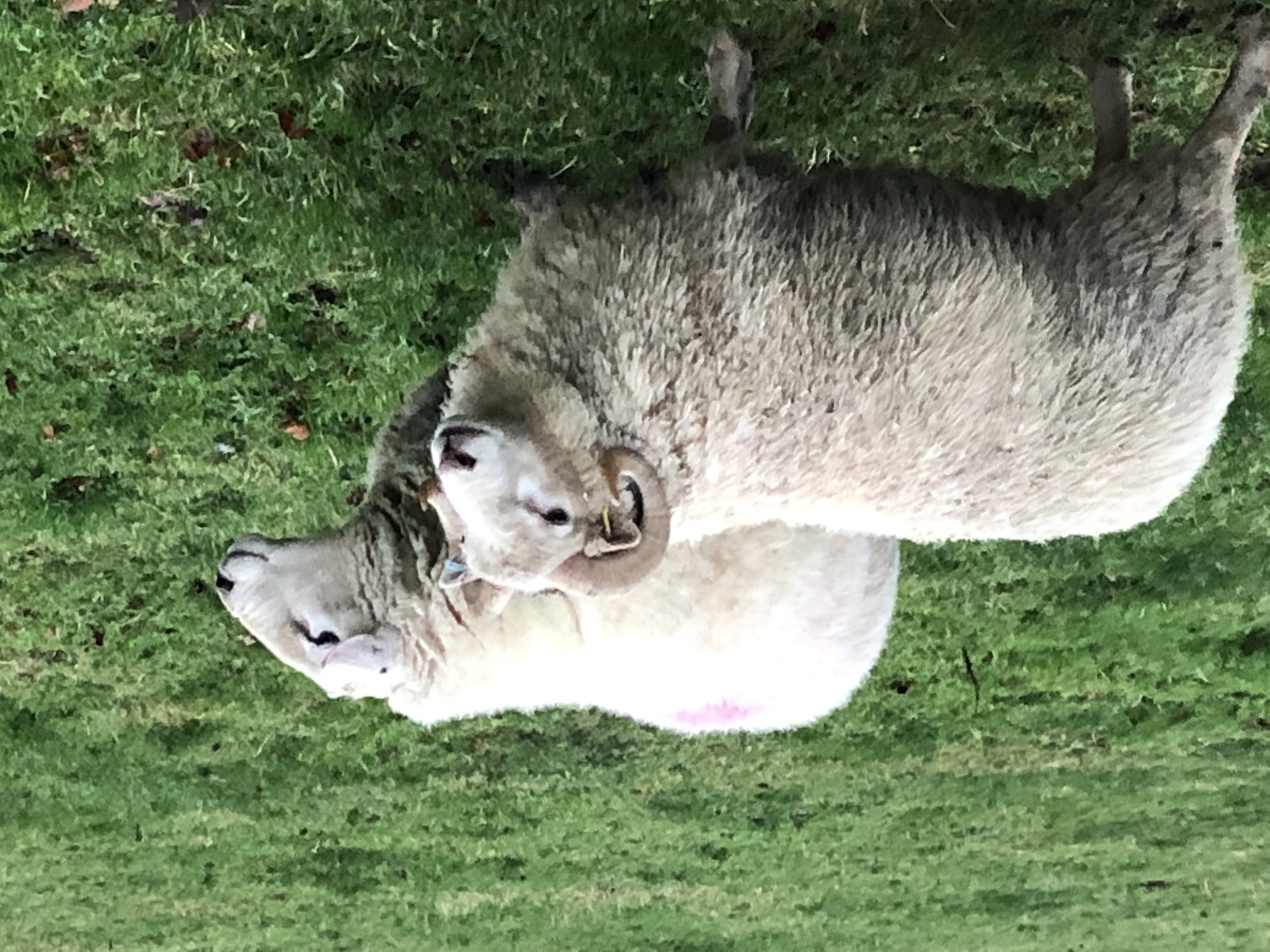 Moorit and White ewes, lambs, ram and Shearlings image 2