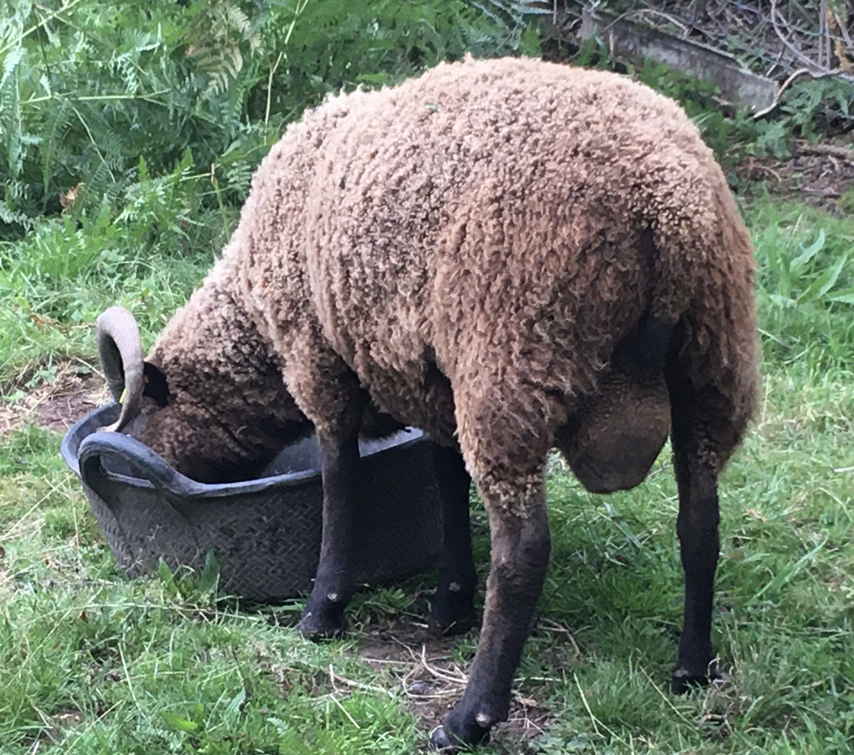 PROVEN MOORIT RAM image 1