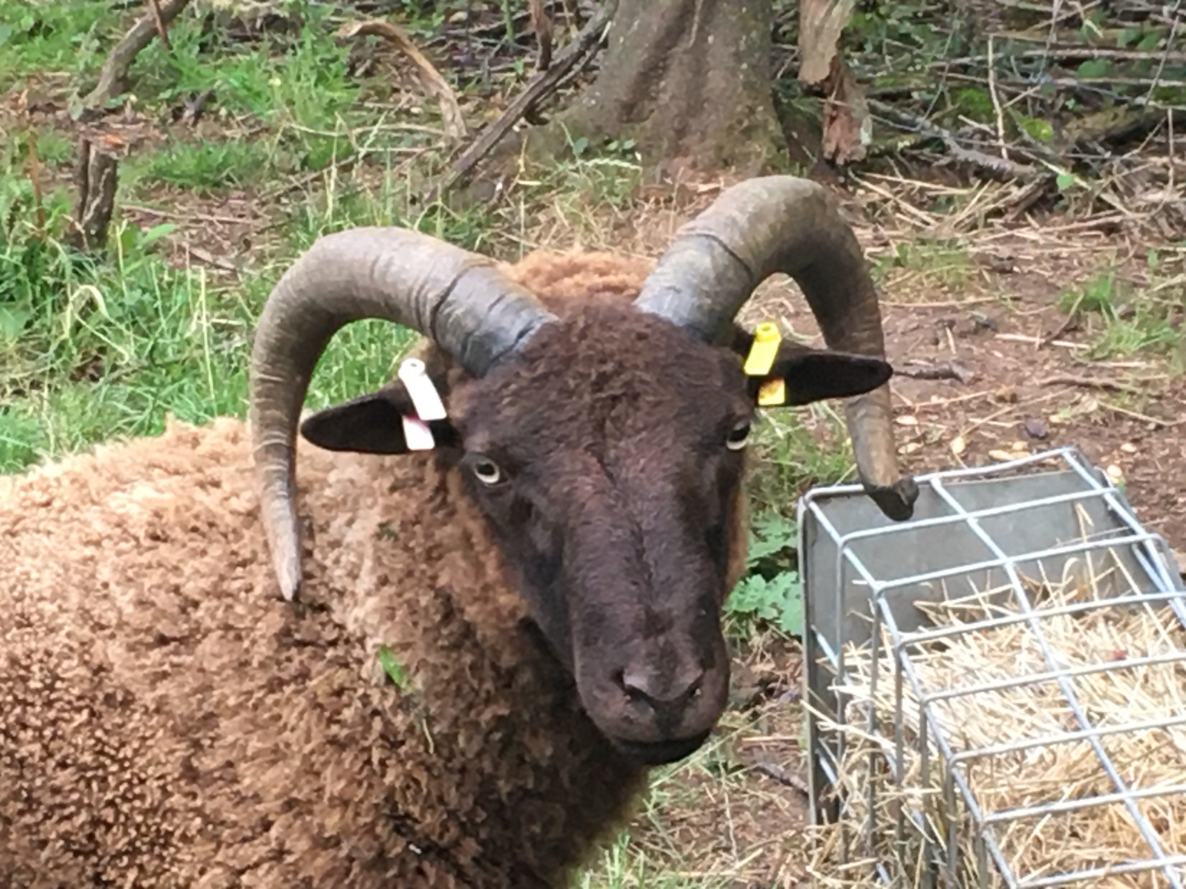 PROVEN MOORIT RAM image 2