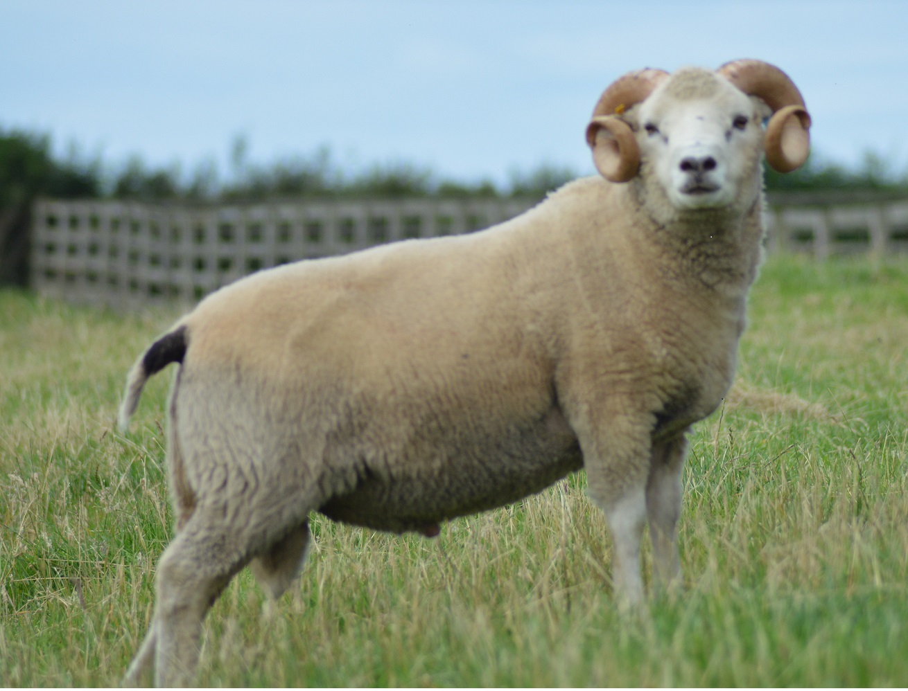 FOR SALE  SHETLAND SHEARLING RAMS image 1