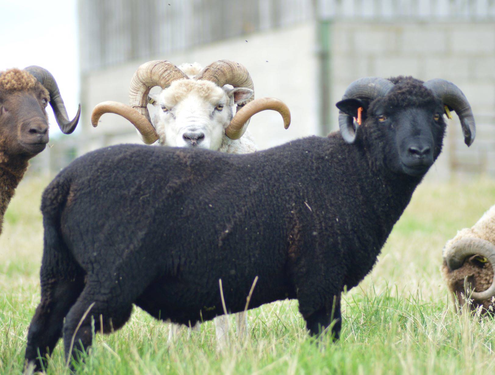 FOR SALE  SHETLAND SHEARLING RAMS image 2