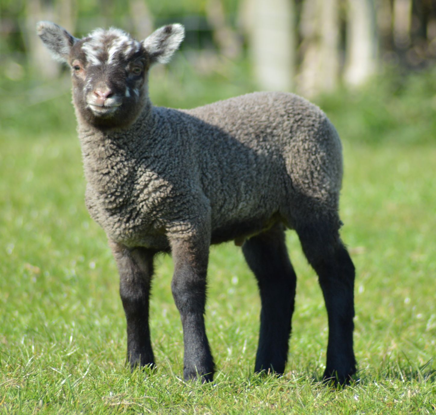 FOR SALE  SHETLAND SHEARLING RAMS image 3