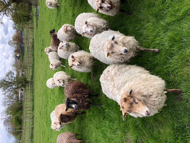 For Sale Shearling Ewes image 1