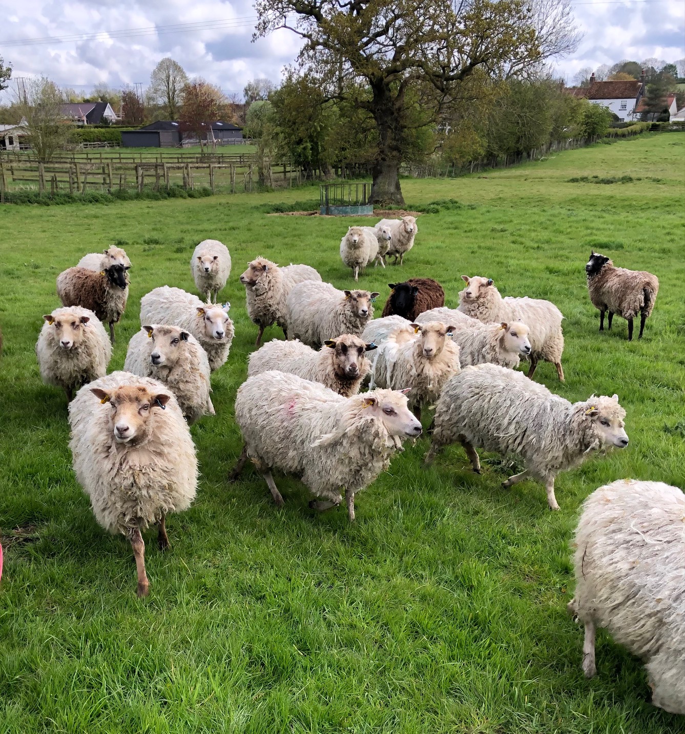 For Sale Shearling Ewes image 2