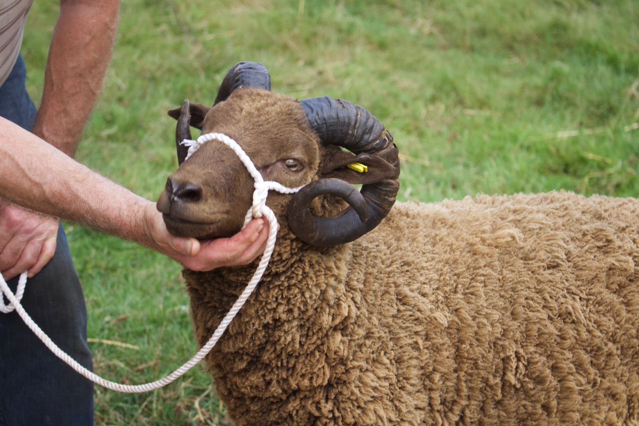 Todhill Endeavour Shearling Ram. image 2