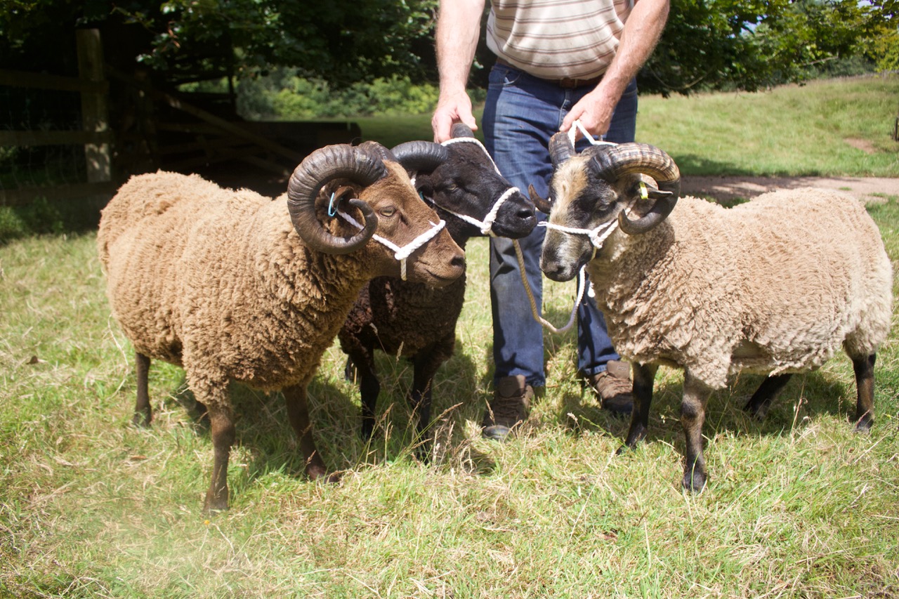 Todhill Endeavour Shearling Ram. image 3