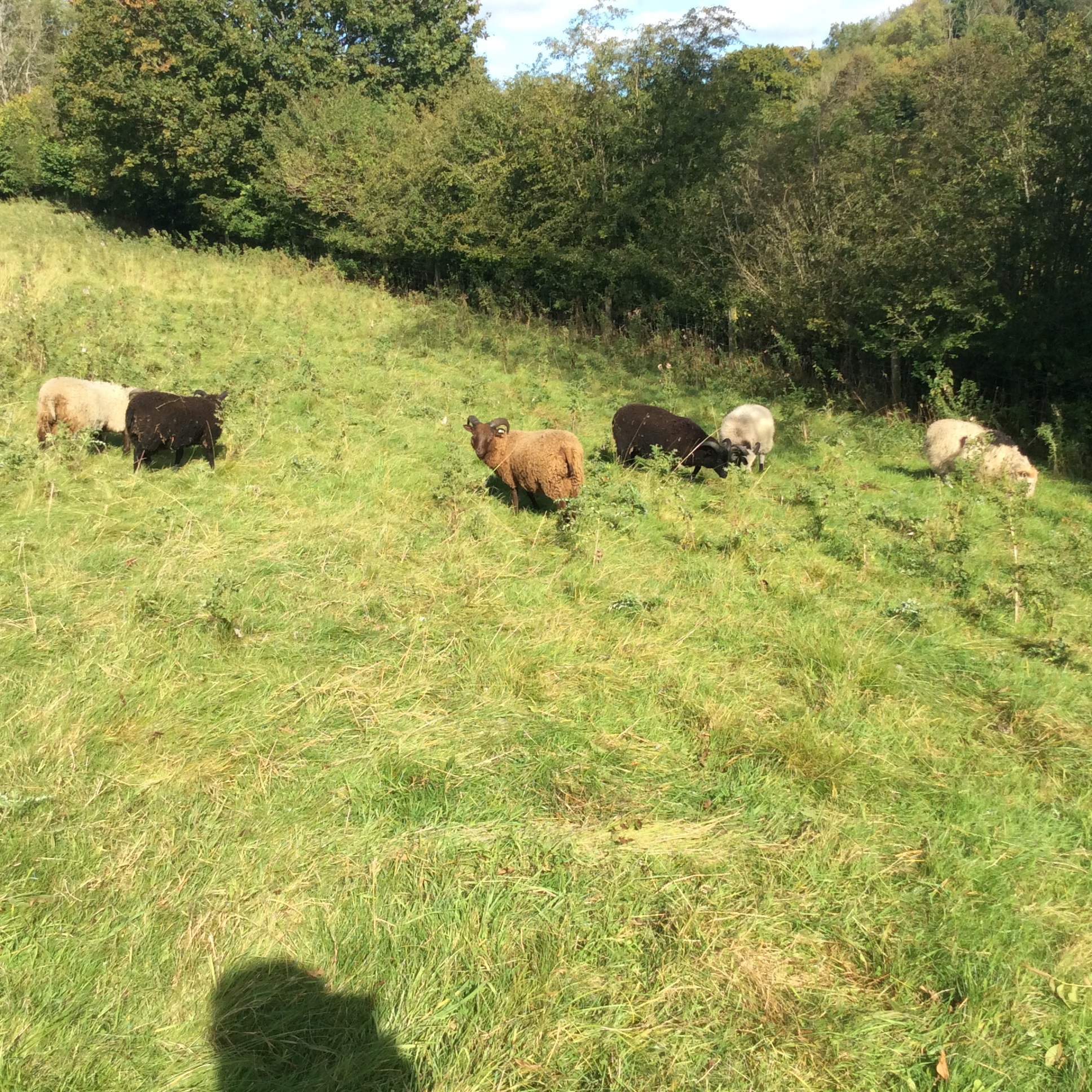 Ram Lambs