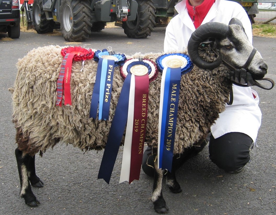 Katmoget Shearling Rams for sale image 1