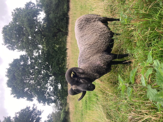 Grey Katmoget Ram for sale image 2